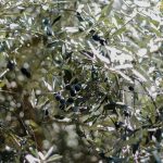 La pulizia dei frutti: l'importanza del lavaggio e della selezione prima della lavorazione 3